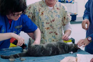 Kriptorchizem mačk - kaj bi moralo biti znano?